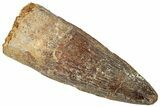 Fossil Spinosaurus Tooth - Real Dinosaur Tooth #312975-1